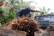 Sumsel terapkan delik khusus untuk tekan pencurian TBS sawit