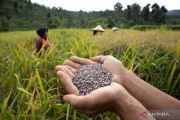 Menjaga produksi "padi terlarang" di kaki Gunung Halu