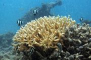 Studi ungkap Terumbu Karang Bantu Kendalikan Ritme Harian Mikroba Laut