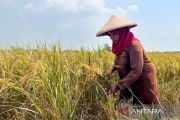 Bulog gandeng PPL hingga Babinsa kawal panen padi berkualitas