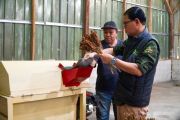 Indonesia pushes sorghum processing to boost local food value