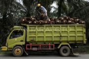 POPSI tekankan akurasi data dalam penanganan sawit di kawasan hutan