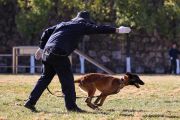 Menengok aksi anjing kunming yang Jadi mitra polisi di China