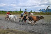 Tradisi balap sapi di Sigi sebagai ungkapan syukur usai musim panen padi