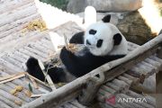 Sepasang panda raksasa baru diperkenalkan kepada publik di Malaysia