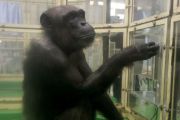 Simpanse melek huruf di Jepang mati di usia 49 tahun