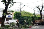 Pohon rawan tumbang di Jalan Bangka Raya Jaksel dipangkas