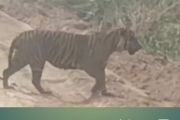 Riau authorities probe Sumatran tiger sighting near oil facility