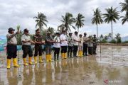 Indonesia to rehabilitate flood-hit rice fields in West Sumatra
