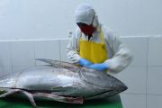 RI govt to facilitate firms to secure 0% tuna export tariffs to Japan