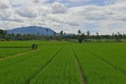 Bulog Lampung serap 202.564 ton panen petani selama 2025