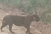 BBKSDA Riau giring anak harimau di Pelalawan masuk ke kawasan hutan