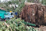 Cuaca ekstrem, delapan pohon tumbang di Mataram pada Selasa pagi