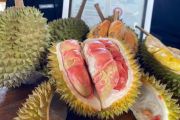 Durian merah Banyuwangi ditetapkan sebagai produk Indikasi Geografis