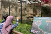 YMT: Penutupan berkepanjangan Bandung Zoo berpotensi hilangkan PAD