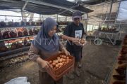 Mentan pastikan stok telur aman meski ada kebutuhan Program MBG