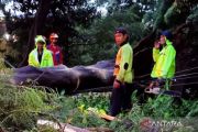 Dua pohon tumbang saat hujan deras di Jaktim