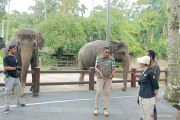 Bali BKSDA monitors Mason Park as elephant riding activities end
