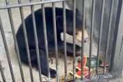 Tiga Beruang Madu dari Kalteng ditranslokasi ke Jatim