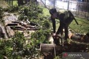 Petugas evakuasi pohon tumbang yang menimpa rumah dinas di Jaktim