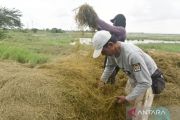 Sawah terendam banjir lama, petani Jakut minta drainase diperbaiki