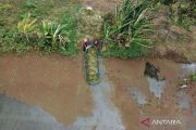 Curah hujan tinggi bikin panen merosot, petani di Rorotan angkut padi di tengah banjir