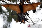 Antisipasi virus Nipah, Pemprov DKI diminta tingkatkan surveilans