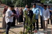 Ma'ruf Amin tanam bibit durian Musang King di Beans Padel Salatiga