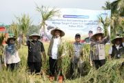 Bulog tempatkan NTB sebagai tumpuan penyerapan beras nasional