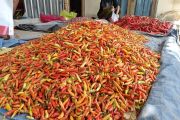 Harga cabai di Mataram tembus Rp70 ribu per Kg, Naik dua kali lipat