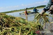 Di tengah banjir, Bulog Karawang serap gabah 2.500 ton/hari di Januari