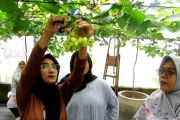 Agro eduwisata anggur, belajar bertani tak lagi membosankan