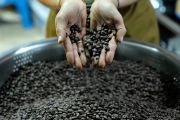 Aroma kopi Laos menguar kuat menembus seluruh penjuru dunia