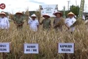 Kabupaten Malang surplus 80 ribu ton padi, dukung swasembada pangan