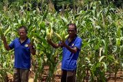 Lapas Kupang panen jagung hibrida hasil pemberdayaan warga binaan