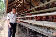 Lapas Lubuk Basung dukung ketahanan pangan lewat peternakan ayam