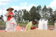 Musim panen tiba, Bulog Kalteng mulai serap gabah dan beras petani