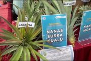 Pemerintah kembangkan komoditas nanas di kawasan transmigrasi di Riau