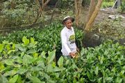 Ribuan bibit mangrove  budi daya nelayan Surabaya siap didistribusikan