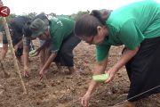 BRMP siapkan 586 penyuluh pertanian untuk damping petani di Maluku