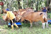 Kalsel tambah 2 klaster integrasi sawit-sapi menuju swasembada daging