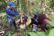 BKSDA kembali temukan Amorphophallus mekar di Cagar Alam Palupuh