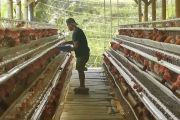 Kementan bangun hilirisasi industri ayam senilai Rp20 T di 13 wilayah