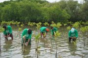 Kelurahan Tekolabbua jadi kawasan konservasi mangrove di Pangkep
