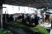 Satgas Saber jaga stabilitas harga daging sapi