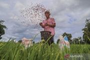 Indonesia streamlines fertilizer distribution for farmers