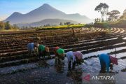 Aliran KUR BRI di Sawah Rakyat, Menumbuhkan Ekonomi dan Ketahanan Pangan Nasional