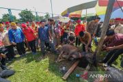 Upacara adat Mosehe Wonua di Routa Konawe