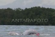 Indonesia prepares emergency measures to save Mahakam dolphins