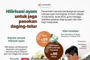 Hilirisasi ayam untuk jaga pasokan daging-telur
